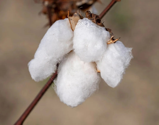 Egyptian Cotton | Di Moda Lingerie